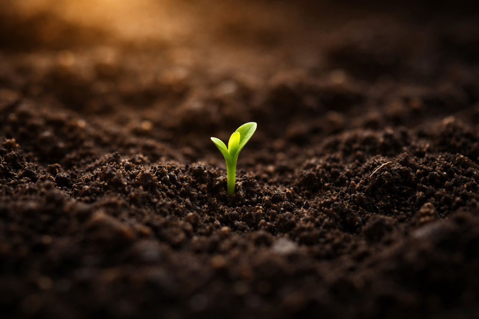 The Planting